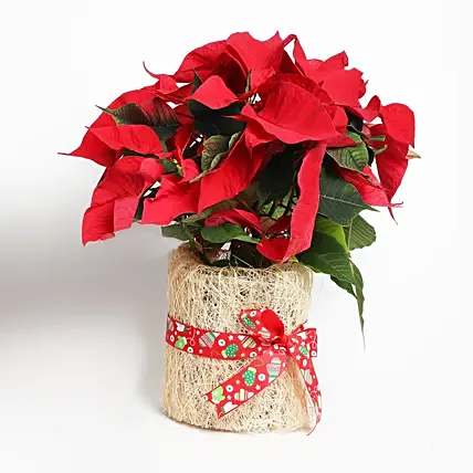 Poinsettia Plant in Natural Jute: Christmas Plants Hugo