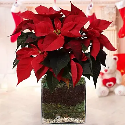 Poinsettia Plant: Poinsettia Plants