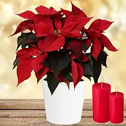 Special Poinsettia Plant: Christmas Plants Hugo