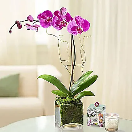 Purple Orchid Plant In Glass Vase: Birthday Gifts