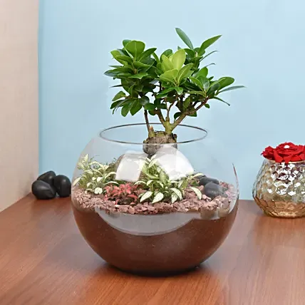 Bonsai Pot Paradise: Plants For Birthday