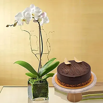 White Orchid Plant In Glass Vase with Cake