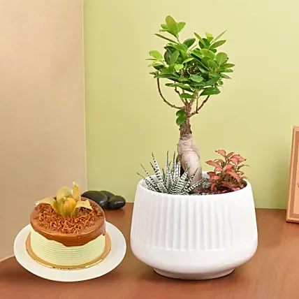 Bonsai Garden with Cake