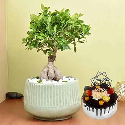 Bonsai Plant In a Green Pot with Cake