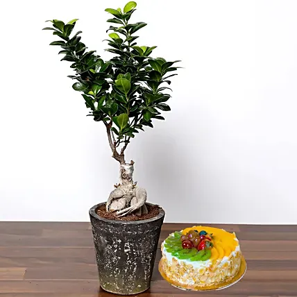 Ficus Bonsai Plant In Ceramic Pot with Cake