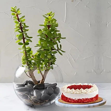 Jade Plant In Glass Bowl with Cake