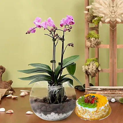 Mini Double Phalaenopsis In Fishbowl with Cake
