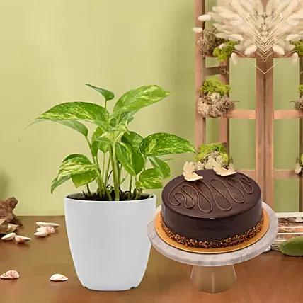 Money Plant in Deisgner Pot with Cake