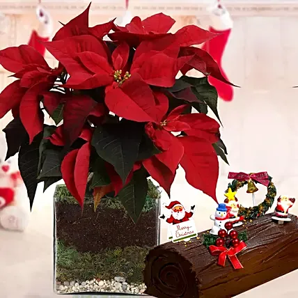 Poinsettia Plant with chocolate log cake: Christmas Combo Gifts